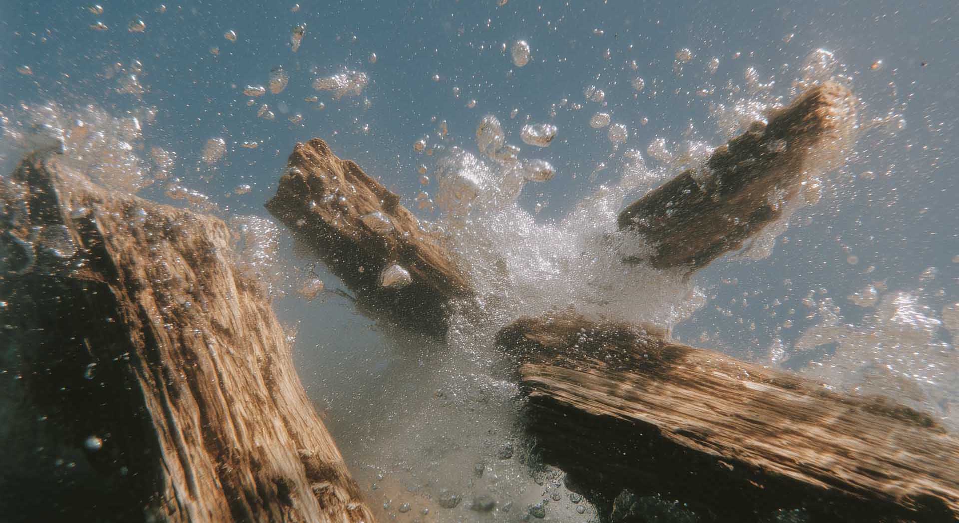 Bois flottés dans le marais